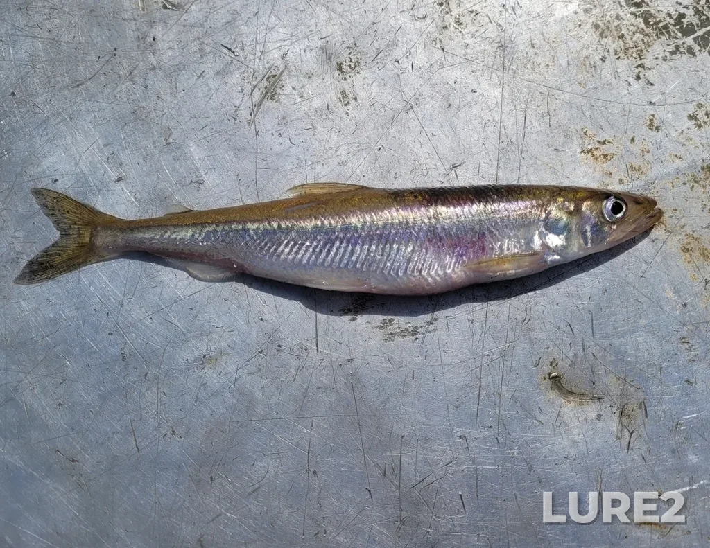 Rainbow smelt — Saint Croix River Estuary, May 07, 2024, 12:45 PM