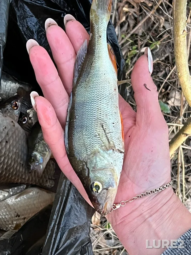 Perch — Tura, May 11, 2024, 7:28 PM