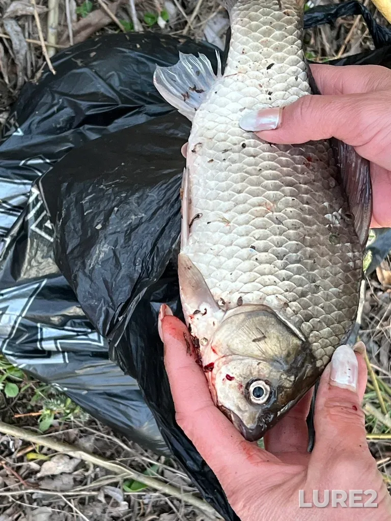 Crucian carp — Tura, May 11, 2024, 7:27 PM
