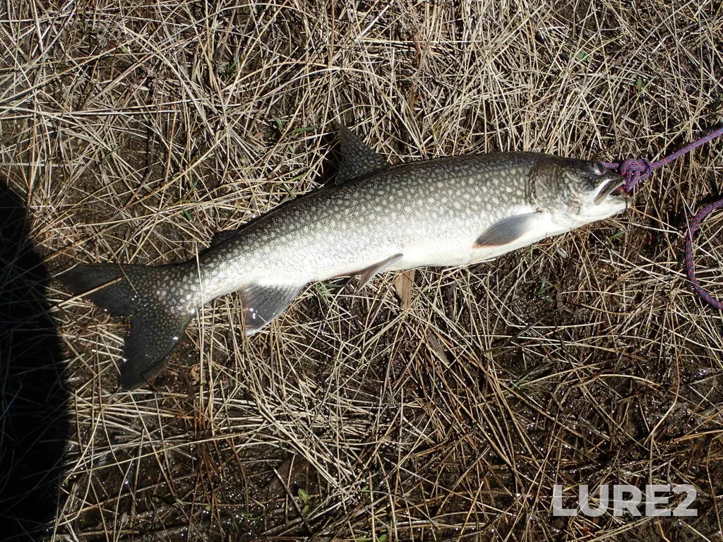 Lake trout — Quetico Lake, May 09, 2024, 2:08 PM