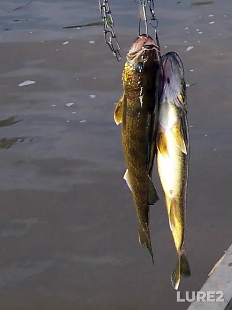 Walleye — Rivière Waswanipi, Jul 28, 2004, 6:54 PM