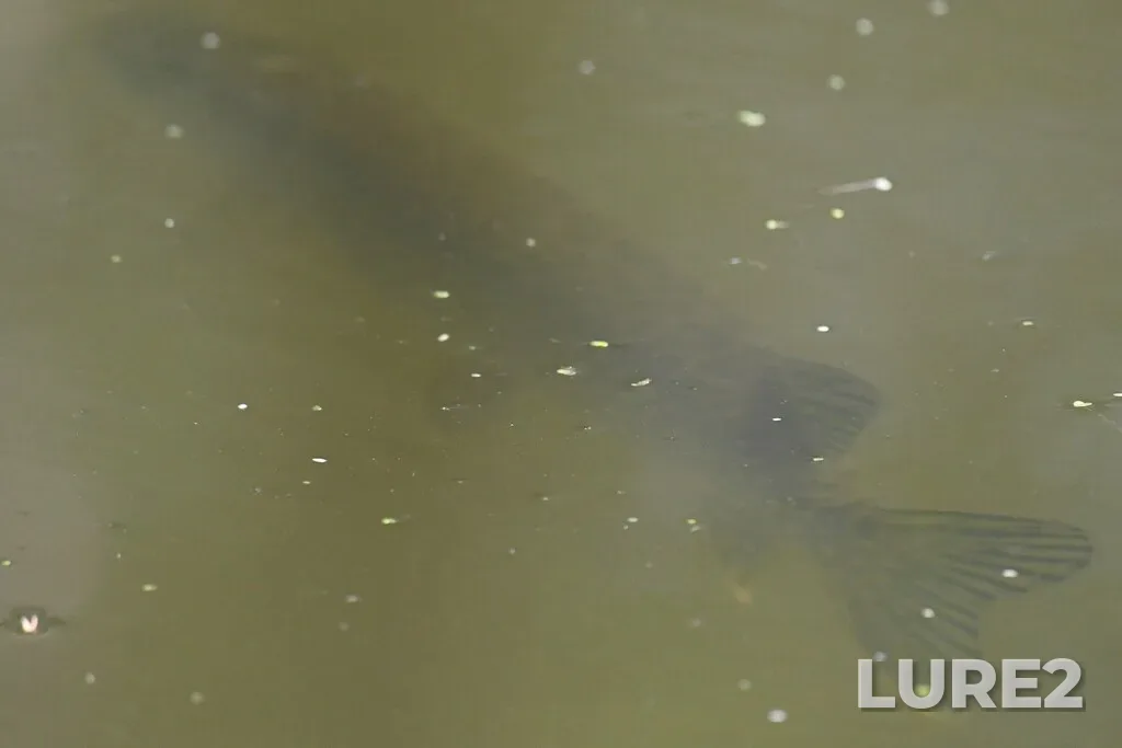 Pike — Richelieu River, May 11, 2024, 4:55 PM
