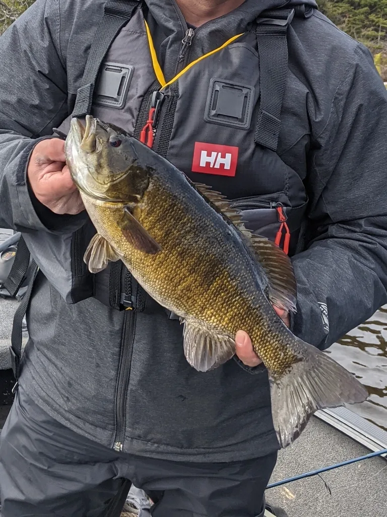 Smallmouth bass — Dog Lake, May 17, 2024