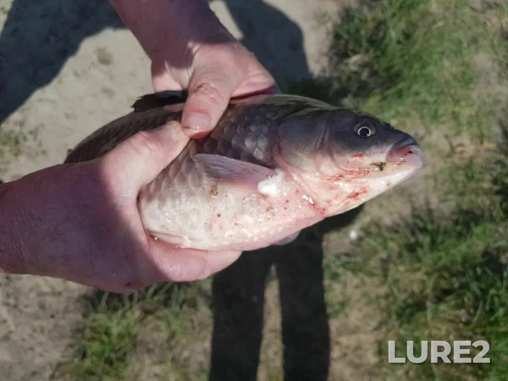 Crucian carp — Razdolnoye, May 18, 2024, 7:45 PM