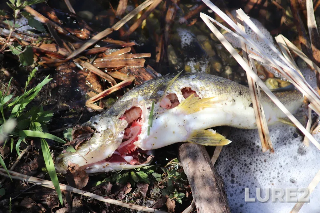 Walleye — South Lake, May 19, 2024, 11:12 AM