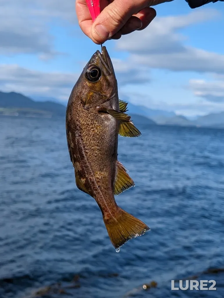 Rockfish — Johnstone Strait, May 19, 2024, 6:20 PM