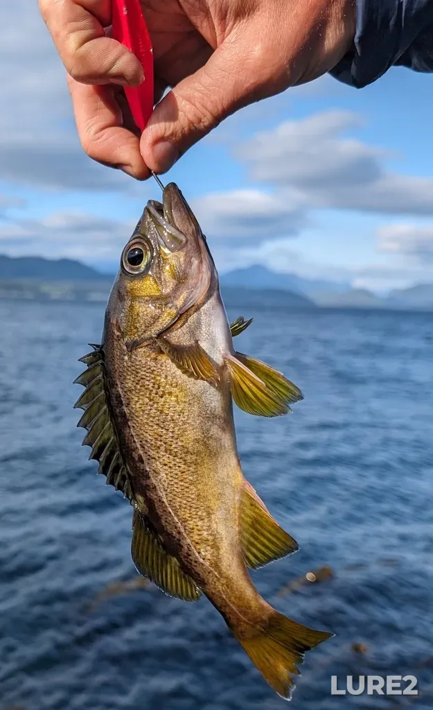 Rockfish — Johnstone Strait, May 19, 2024, 6:17 PM