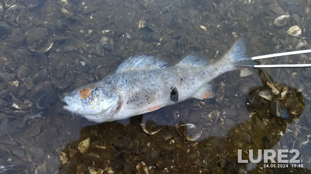 Perch — Kanal imeni Moskvy, May 24, 2024, 7:33 PM