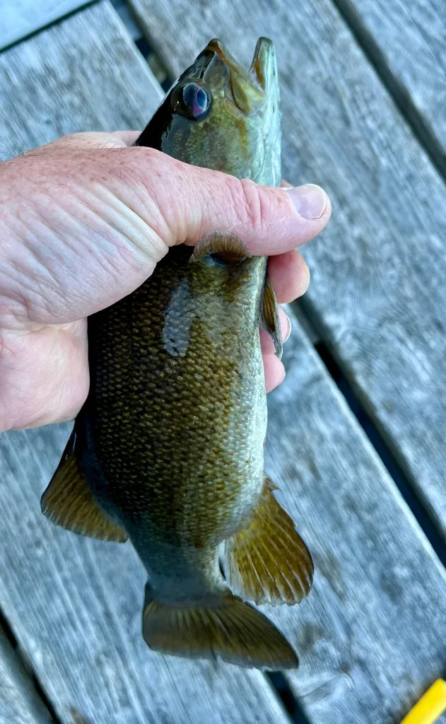 Smallmouth bass — Fancy Lake, May 24, 2024