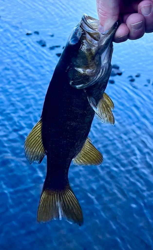 Smallmouth bass — Fancy Lake, May 24, 2024