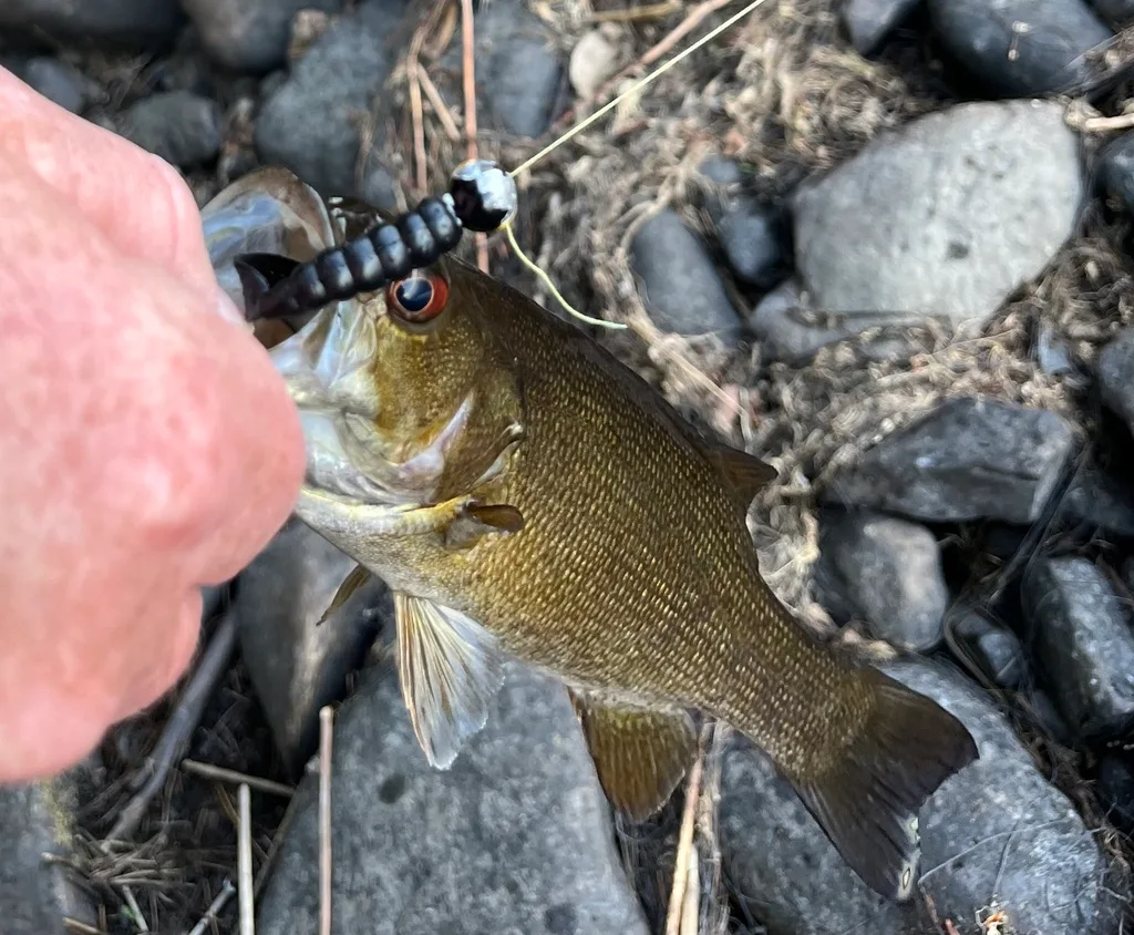 Smallmouth bass — Fancy Lake, May 24, 2024