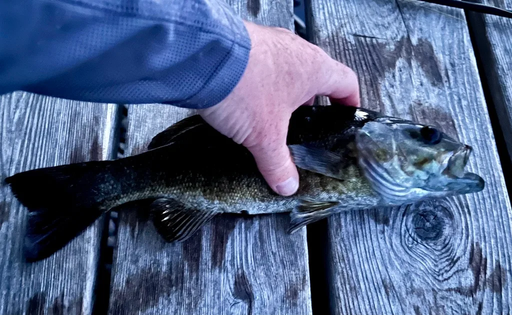 Smallmouth bass — Fancy Lake, May 24, 2024