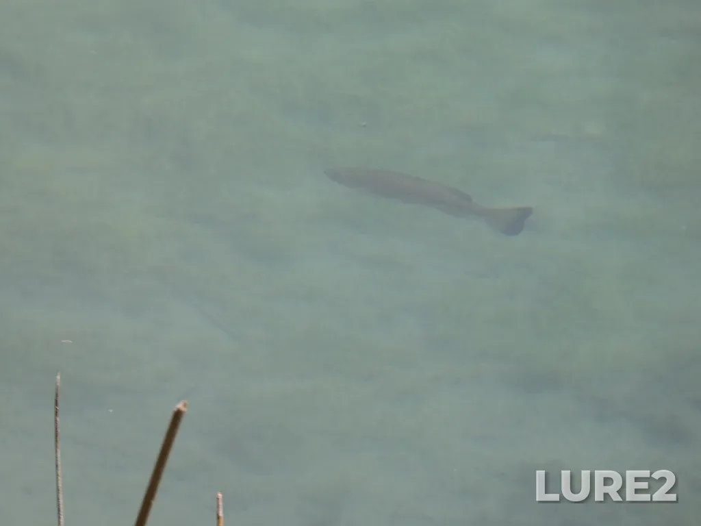 Largemouth bass — Surveyors Lake, May 20, 2024, 5:18 PM