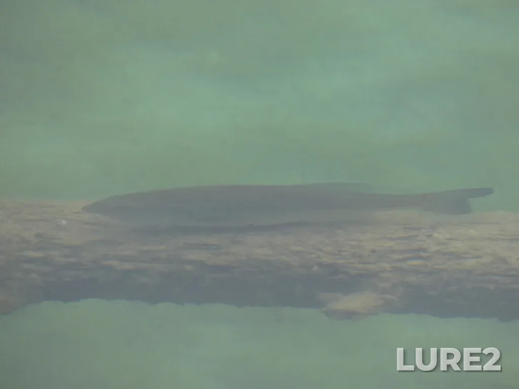 Largemouth bass — Surveyors Lake, May 20, 2024, 5:16 PM