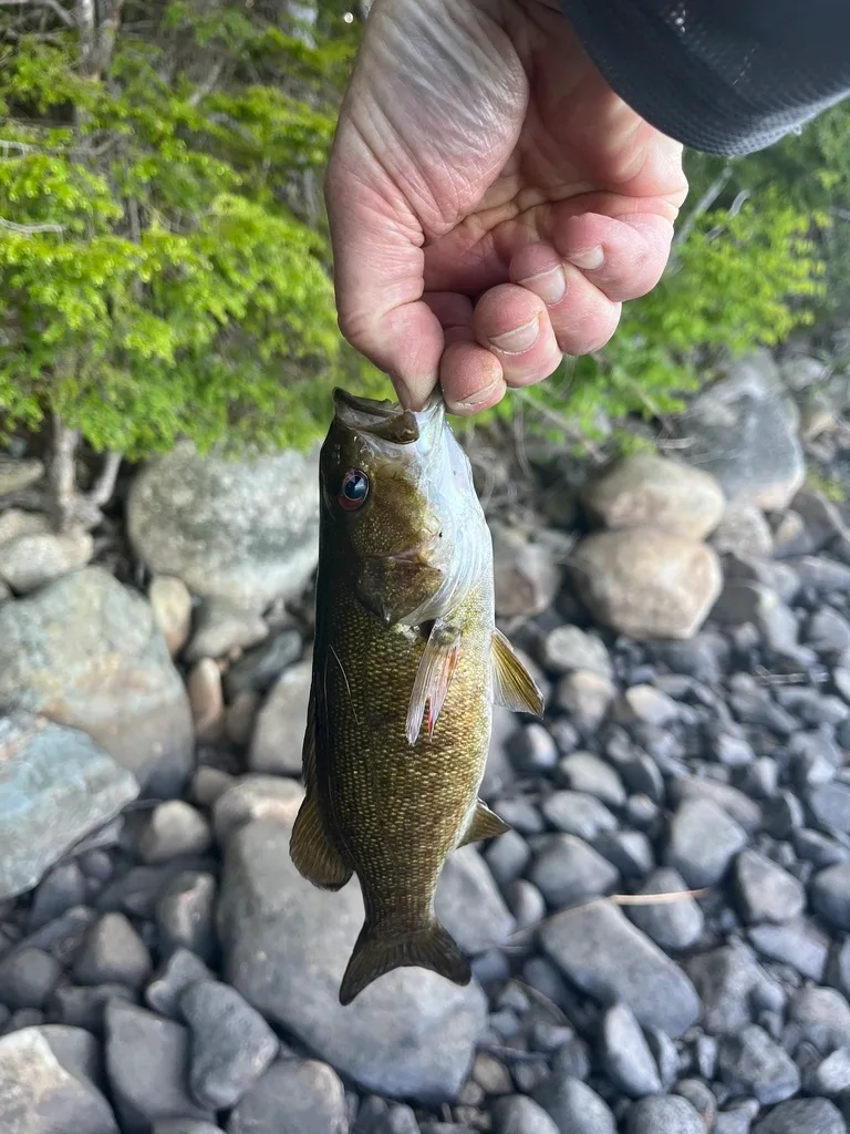 Smallmouth bass — Fancy Lake, May 25, 2024
