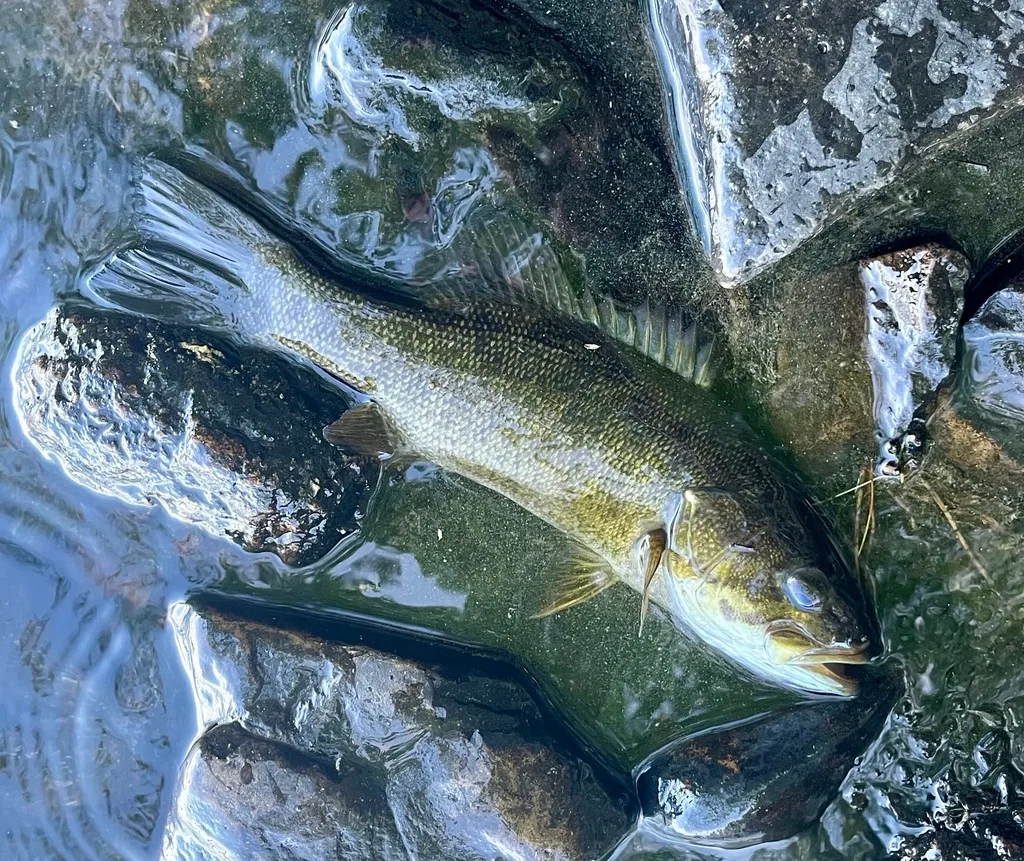 Smallmouth bass — Fancy Lake, May 25, 2024