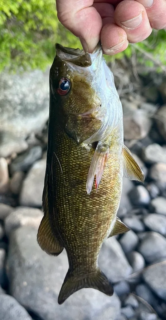 Smallmouth bass — Fancy Lake, May 25, 2024
