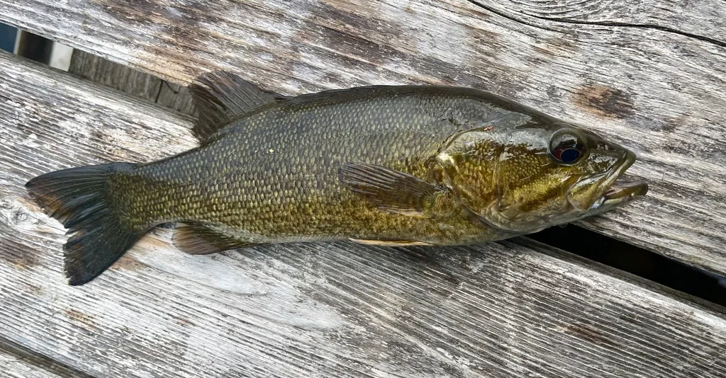 Smallmouth bass — Fancy Lake, May 26, 2024