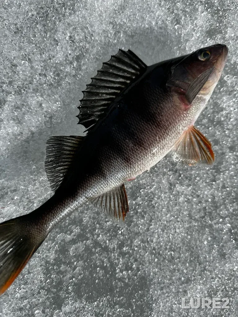 Perch — Pistayarvi, May 14, 2024, 9:58 AM