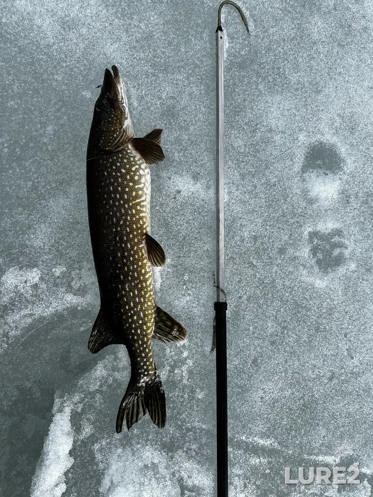 Pike — Pistayarvi, May 13, 2024, 5:42 PM