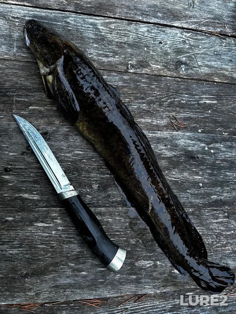 Burbot — Pistayarvi, May 12, 2024, 9:44 PM