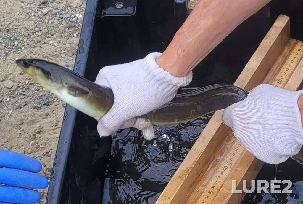 European eel — Twin Lakes, May 24, 2024, 2:57 PM