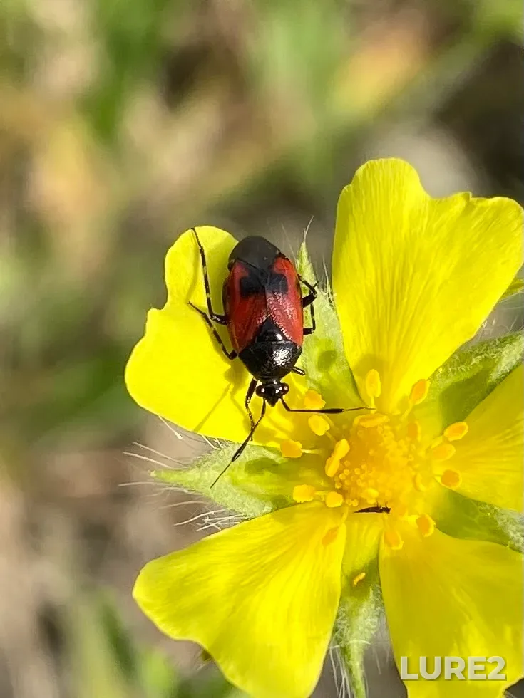 Roach — Munitsipalnoye obrazovaniye gorod-kurort Anapa, Krasnodarskiy kray, RU, May 28, 2024, 5:56 PM