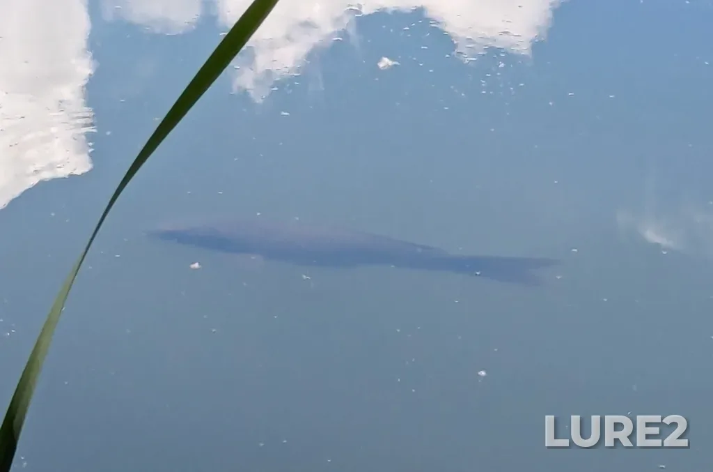 Carp — Shuswap Lake, Jun 01, 2024, 2:19 PM