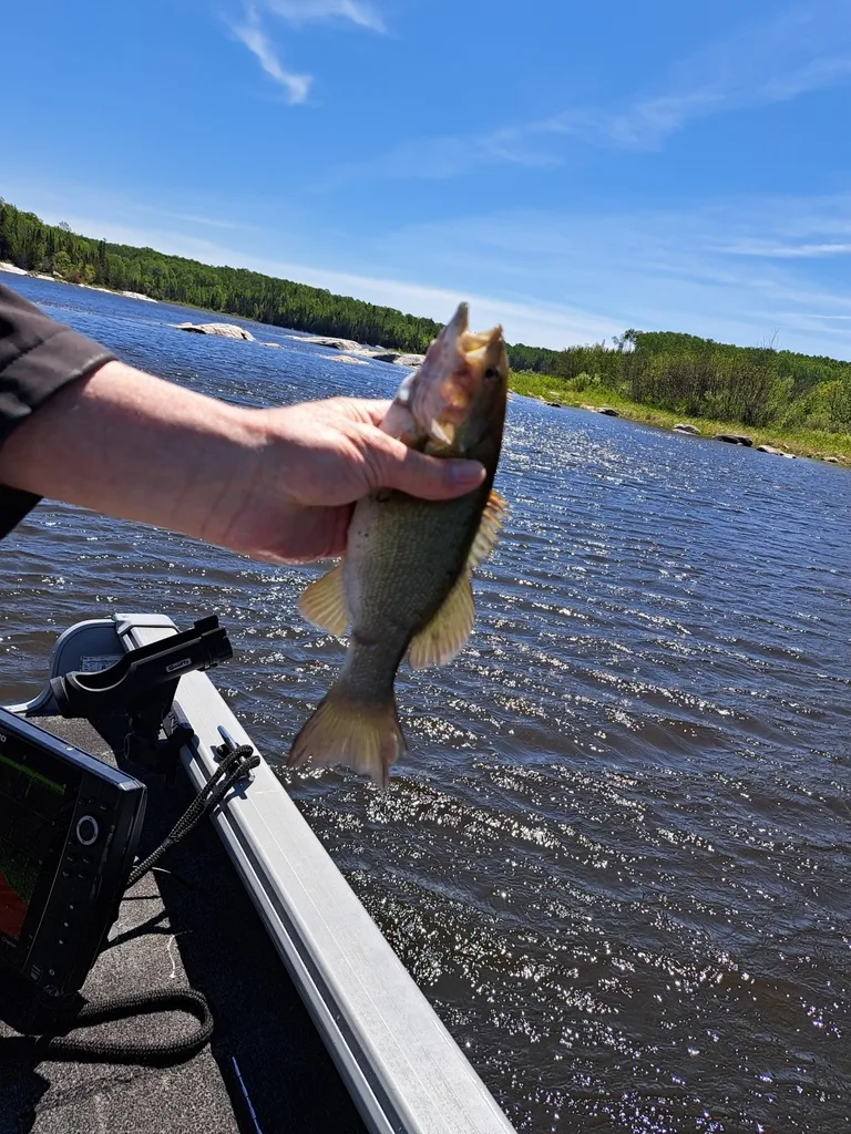 Smallmouth bass — Indian Lake, Jun 2, 2024