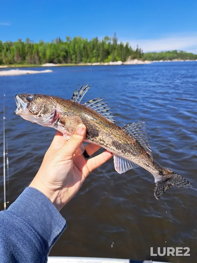 Sauger — Indian Lake, Jun 02, 2024, 11:38 AM