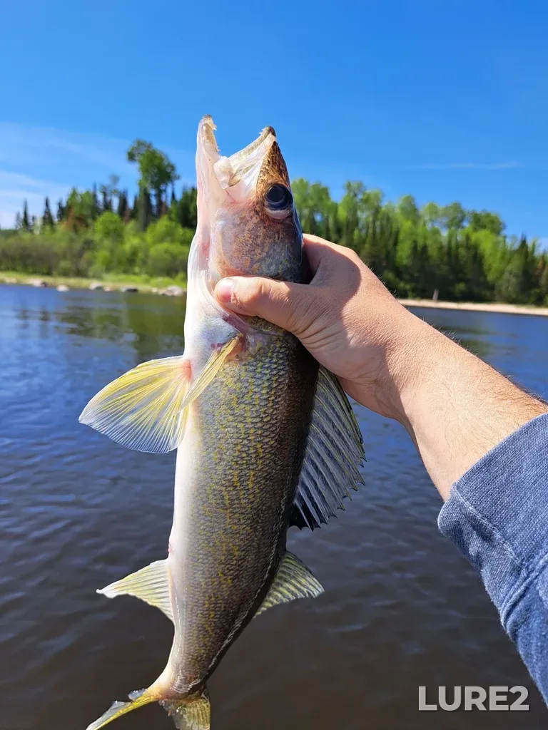 Walleye — Indian Lake, Jun 02, 2024, 11:09 AM