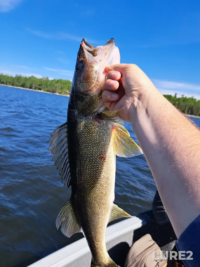 Walleye — Grassy Narrows Lake, Jun 02, 2024, 10:09 AM