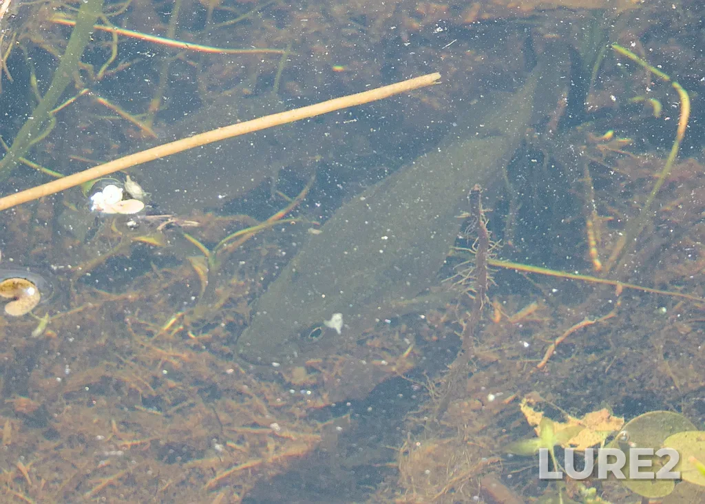 Largemouth bass — La Grande Baie, Jun 01, 2024, 2:23 PM
