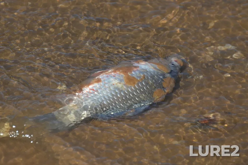 Crucian carp — Nytvenskiy, Jun 01, 2024, 10:47 AM