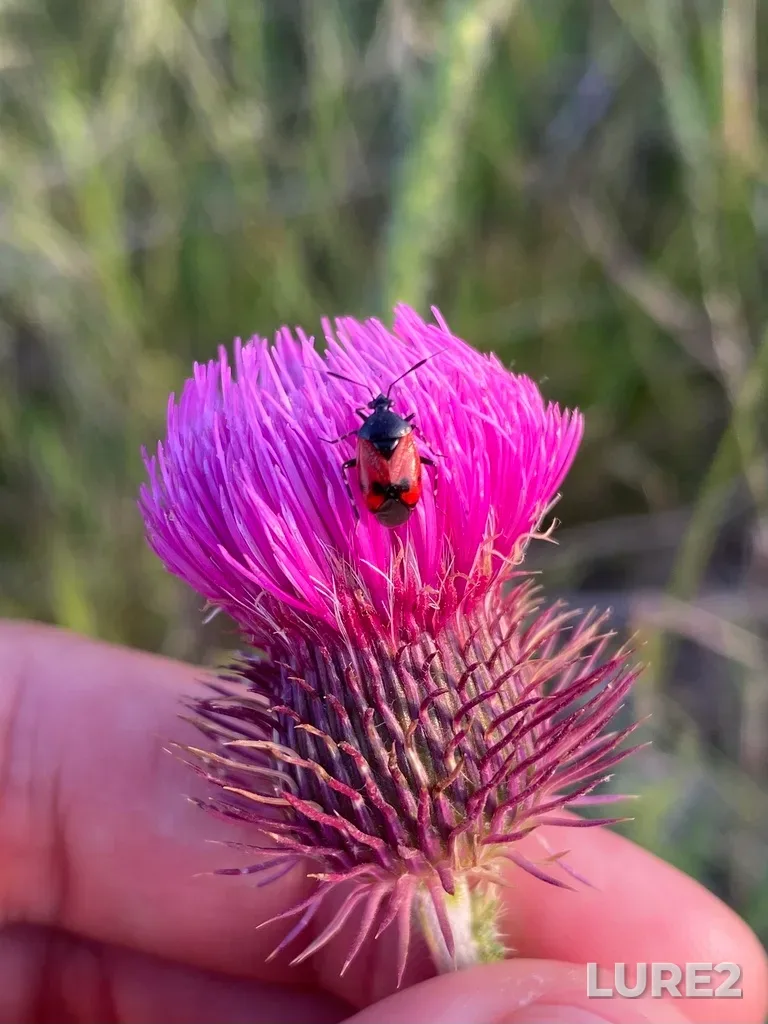 Roach — Munitsipalnoye obrazovaniye gorod-kurort Anapa, Krasnodarskiy kray, RU, May 28, 2024, 7:20 PM