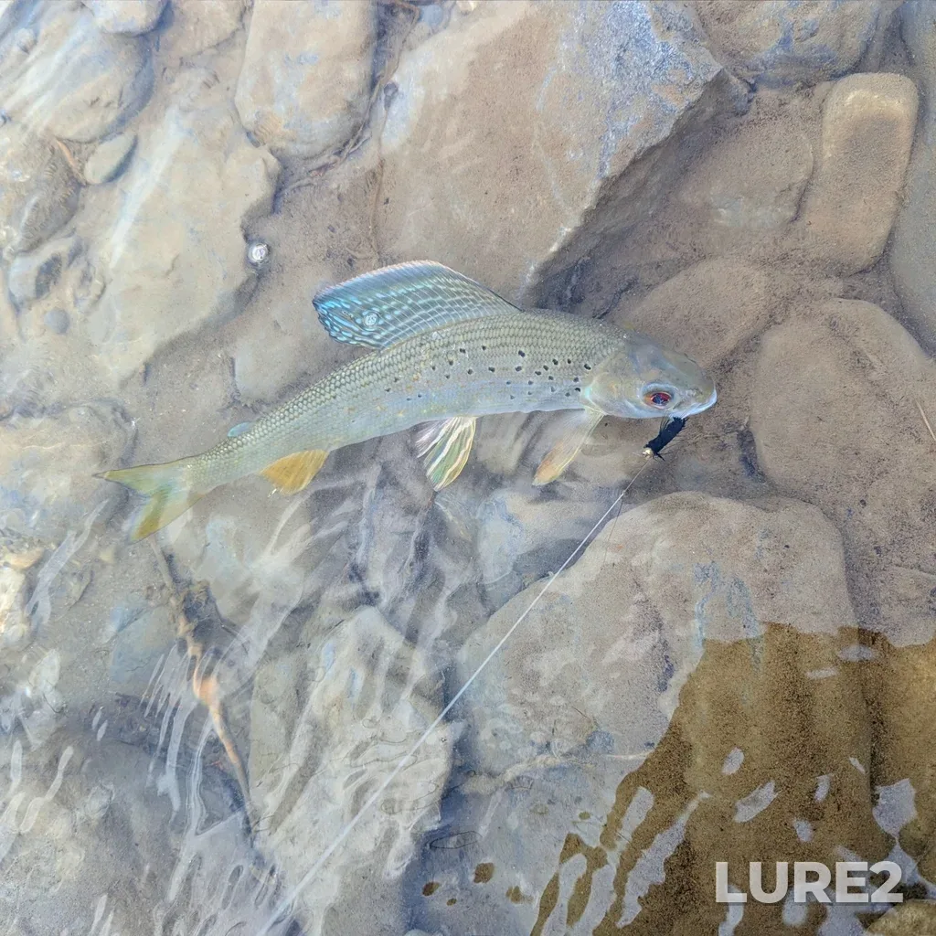 Grayling — Liard River, Jun 03, 2024, 12:41 PM