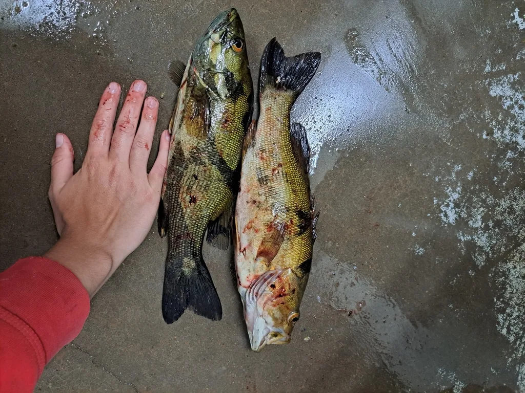 Smallmouth bass — Simpsons Lake, Jun 3, 2024