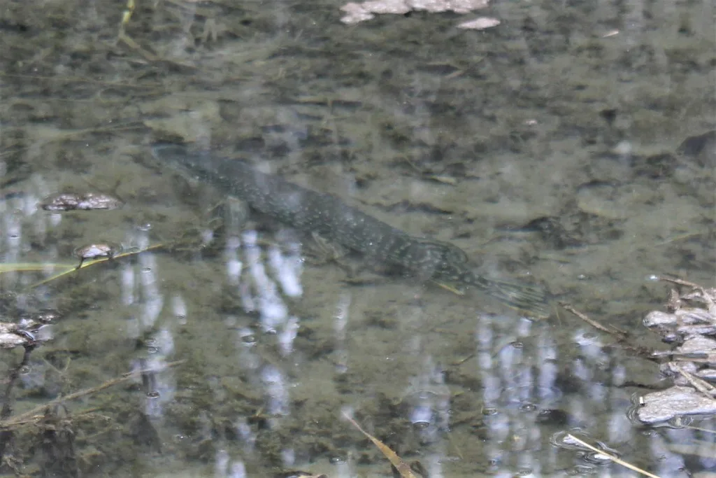 Pike — North Thames River, Apr 5, 2019
