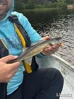 Walleye — Reserve Lake, Jun 04, 2024, 7:44 PM