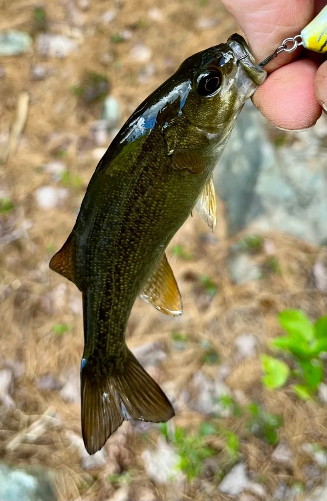 Smallmouth bass — Paper Mill Lake, Jun 4, 2024