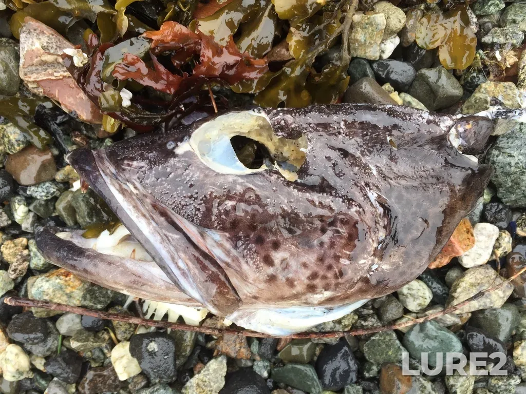 Lingcod — Collingwood Channel, Apr 06, 2019, 10:23 AM