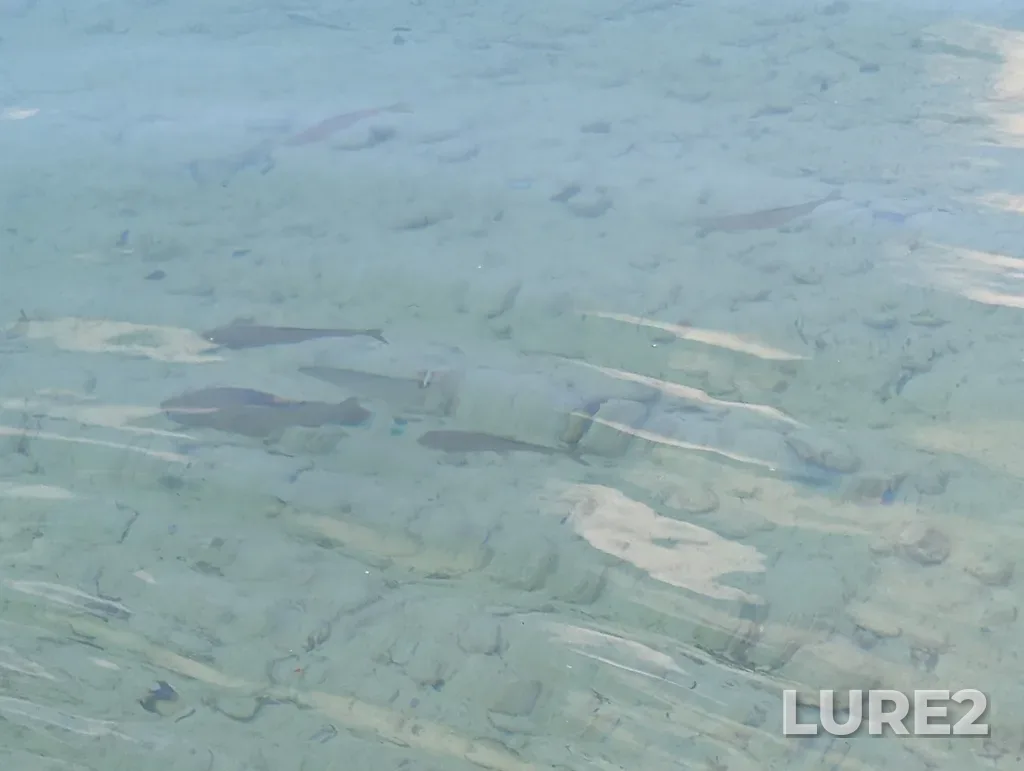 Grayling — Muncho Lake, Jun 07, 2024, 10:51 AM