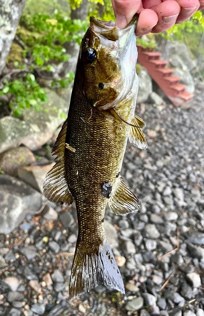 Smallmouth bass — Fancy Lake, Jun 7, 2024