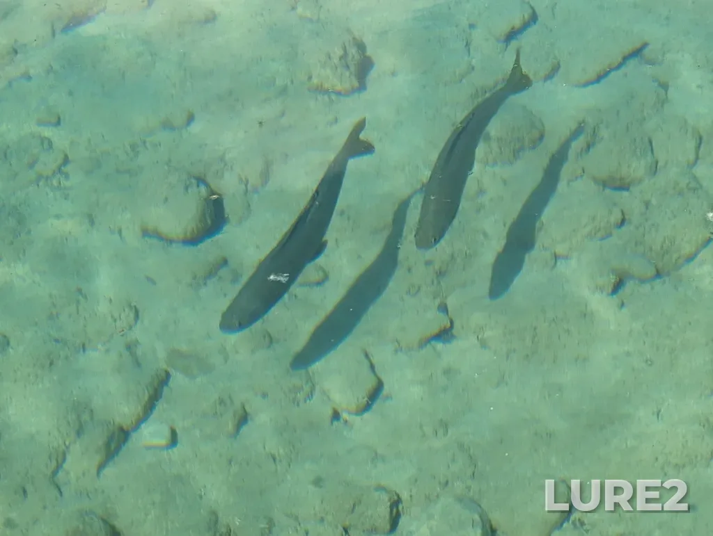 Grayling — Muncho Lake, Jun 08, 2024, 11:23 AM