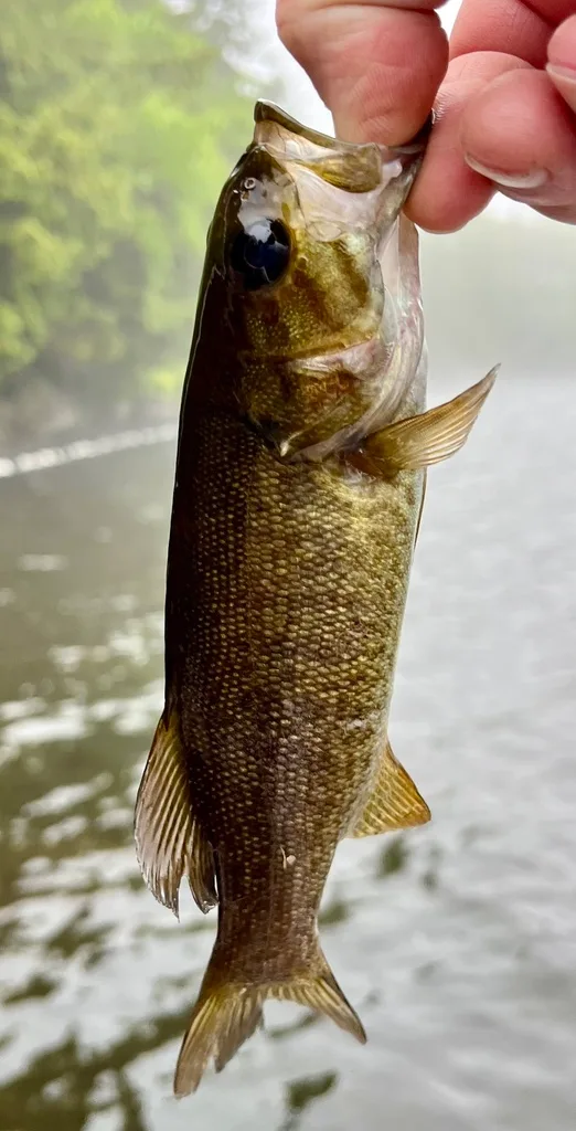 Smallmouth bass — Fancy Lake, Jun 7, 2024