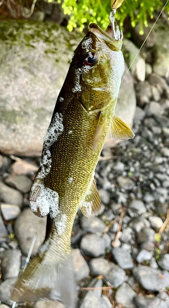 Smallmouth bass — Fancy Lake, Jun 7, 2024