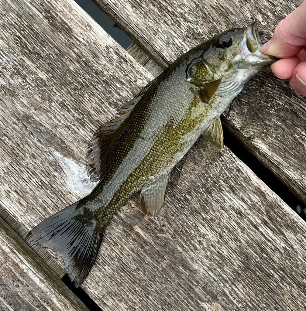Smallmouth bass — Fancy Lake, Jun 7, 2024