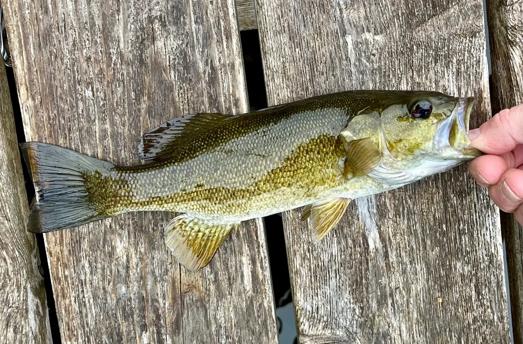Smallmouth bass — Fancy Lake, Jun 7, 2024