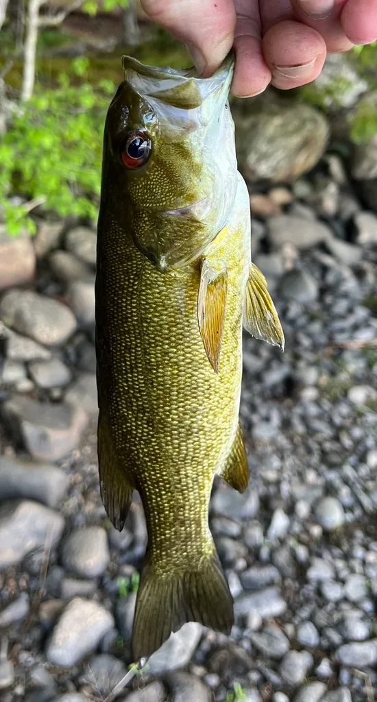 Smallmouth bass — Fancy Lake, Jun 8, 2024
