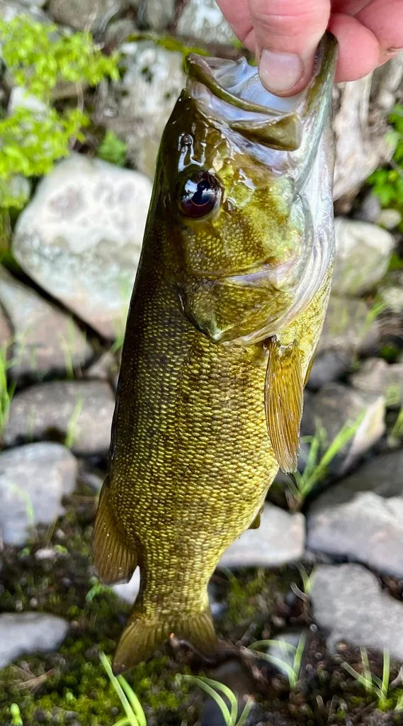 Smallmouth bass — Fancy Lake, Jun 8, 2024